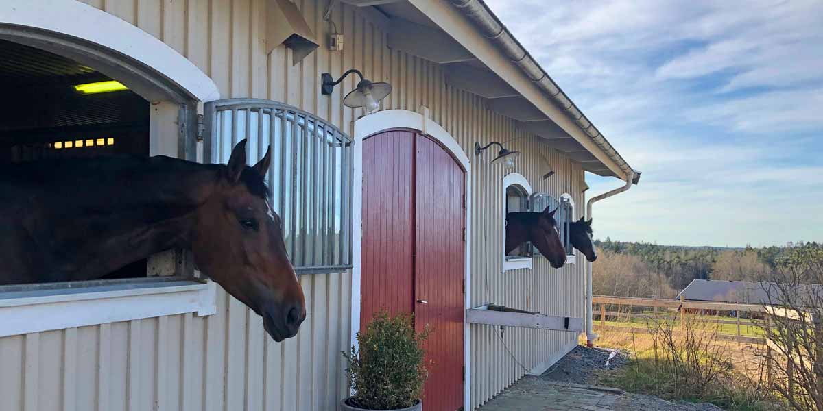 Team RZ Equestrian – stallet